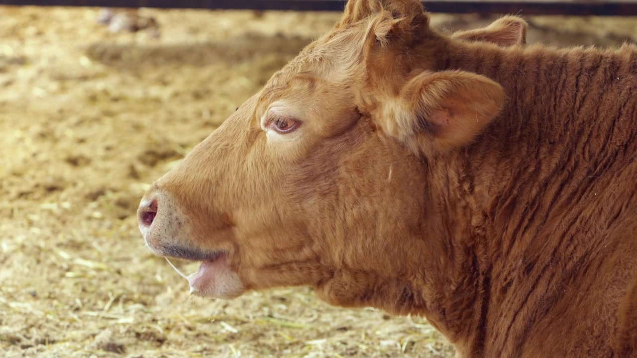 Primo piano di profilo laterale di una mucca Hanwoo marrone dorato che mastica fieno all'interno di una stalla nella fattoria di Anseong, Corea del Sud, mettendo in mostra la razza bovina nativa coreana.