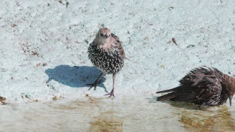 starling escapes from the heat and swims in a pond. сommon starling (sturnus vulgaris), also known as the european starling in north america.