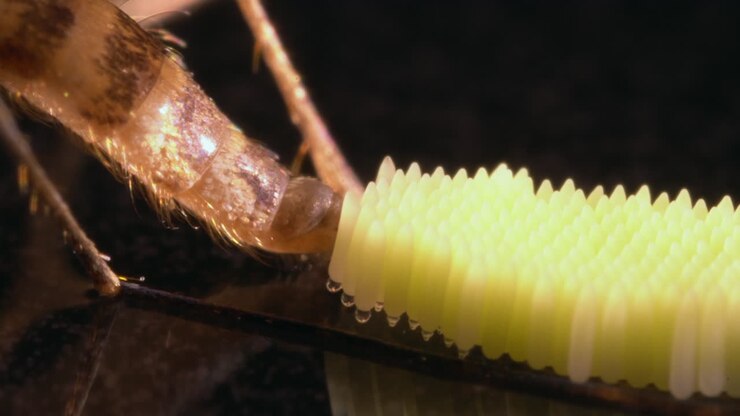 Macro shot of an insect&#039;s leg next to a cluster of eggs