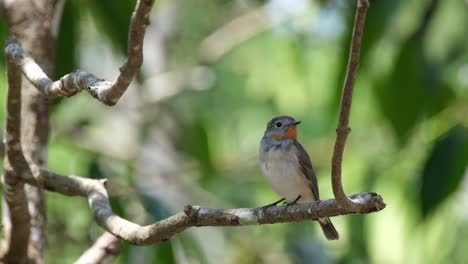 zooming out on a perching red-throated flycatcher, ficedula albicilla on the left side of the frame, as it is looking around its surroundings inside khao yai national park in thailand