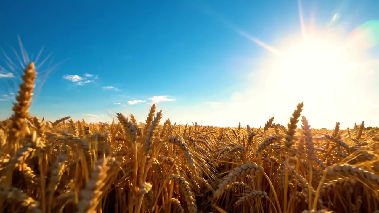 Goldene Weizenfelder unter Sonnenschein: Ein fesselnder Anblick der Fülle der Natur und landwirtschaftlichen Schönheit unter einem leuchtend blauen Himmel mit flauschigen Wolken.