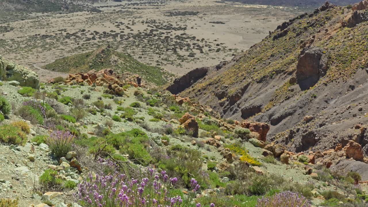 테이데의 화산 풍경에서 꽃과 초록색 식물이 꽃을 피우고 있습니다.