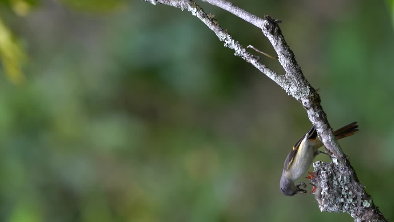 la madre pequeño pájaro minivet alimenta a sus bebés en el nido en una rama de árbol