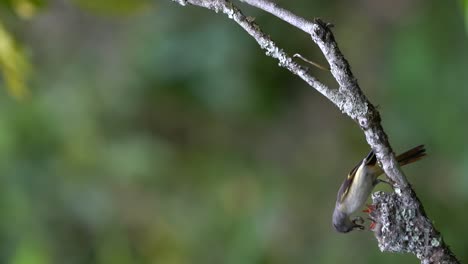 The-mother-small-minivet-bird-feeds-her-babies-in-the-nest-on-a-tree-branch