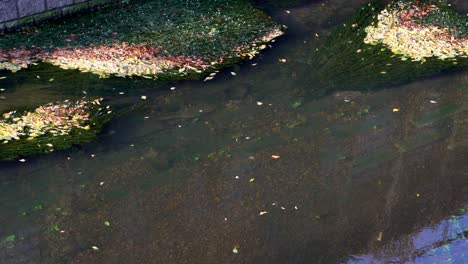 Leaves-dance-over-a-river-in-the-Nerima-neighborhood,-Tokyo,-Japan