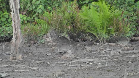 lagarto monitor de agua en pantanos y marismas