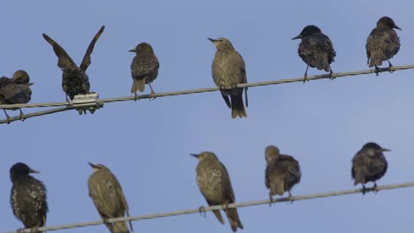 estorninos comunes sentados en los cables a cámara lenta