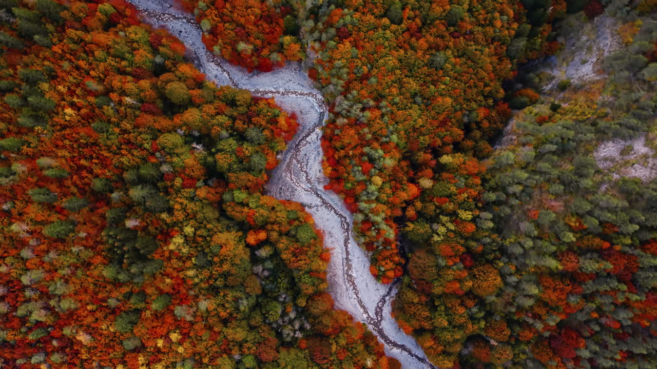 Autumn forest in Italian Alps showing vibrant colors and flowing river