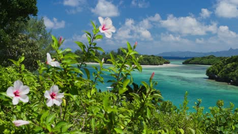 植物の中の海の景色