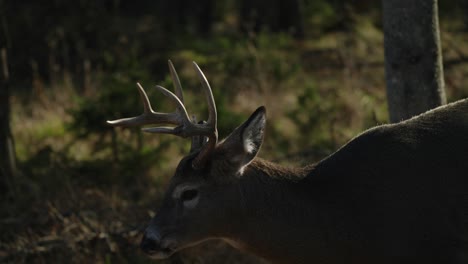 side view of young bull elk in parc omega, quebec, canada - slow motion