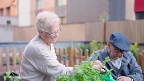 elderly couple gardening together