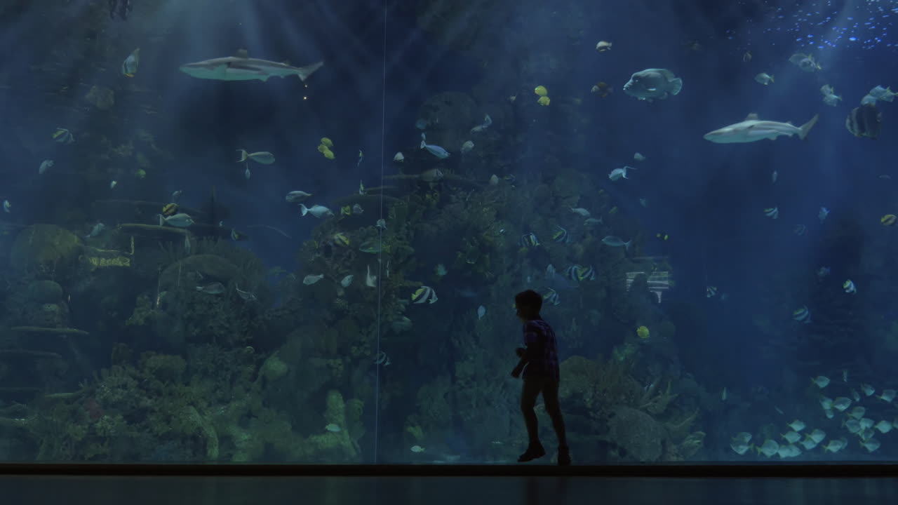 siluetas de niños contra un enorme acuario