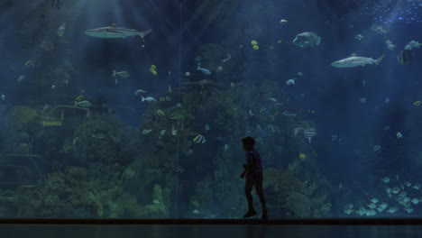siluetas de niños contra un enorme acuario