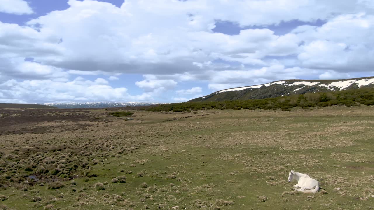 caballo tirado en la hierba