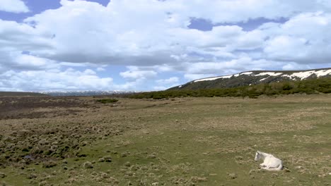 caballo tirado en la hierba