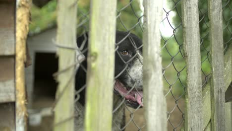 perros ladrando y cercando a cámara lenta