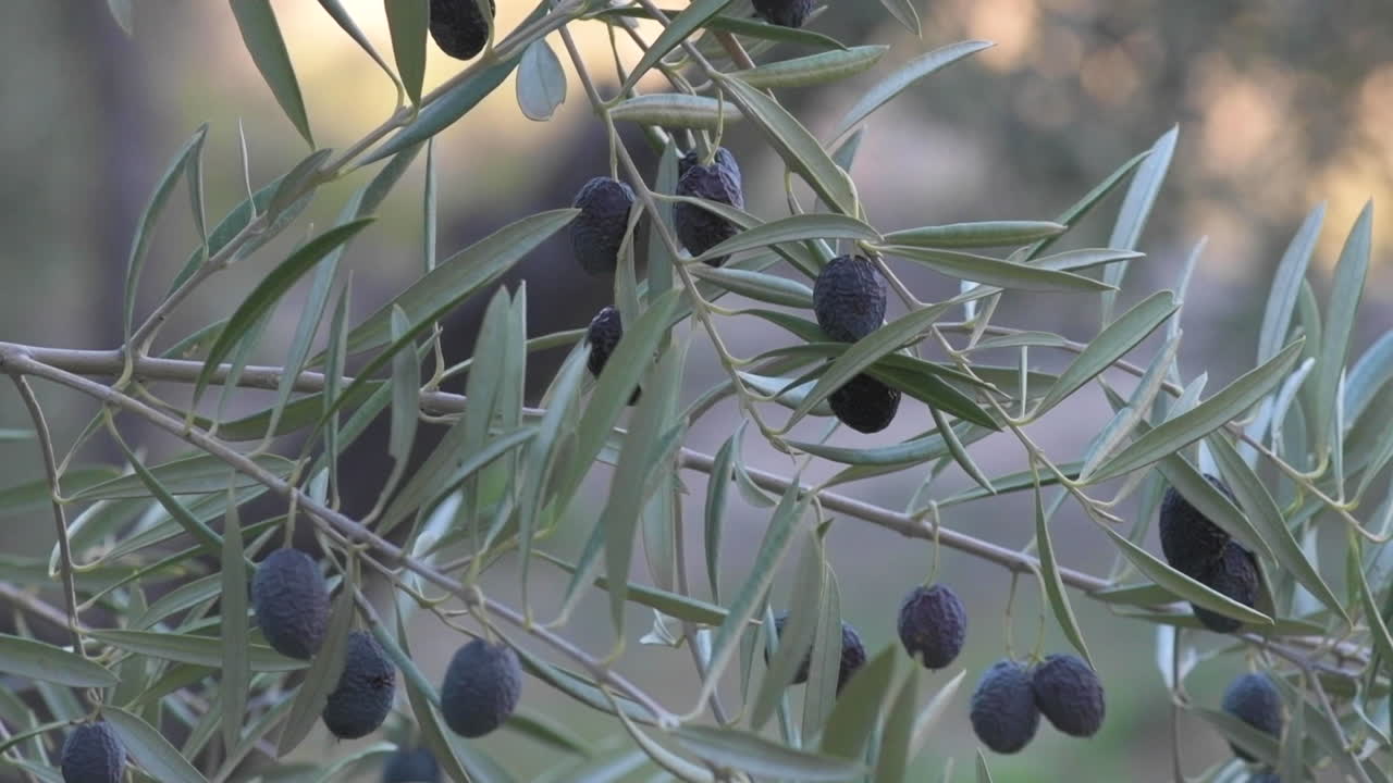Slow motion of  Mediterranean Spanish olives growing in a tree in the late evening sun. shot in a selective focus to ad copy space