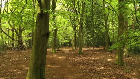 a flight via drone through a beech wood in summer