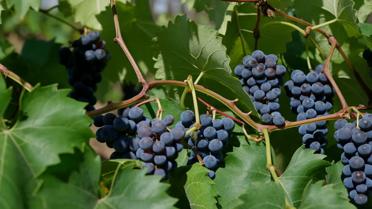 Uva viola matura appesa alla vite, foglie di vigneto illuminate dal sole e grappoli densi pronti per la vendemmia, calda