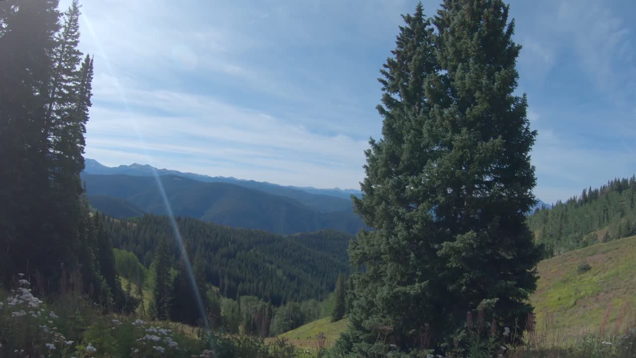 Majestic Mountain Forest Scenery