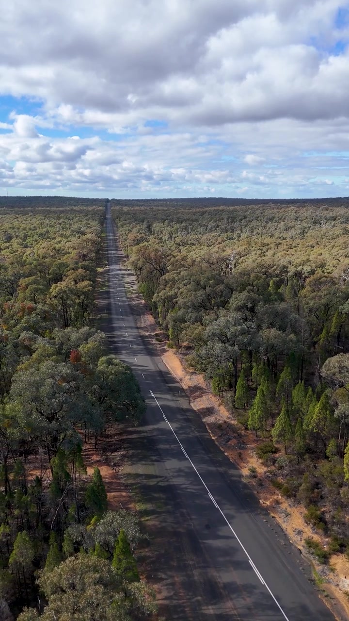 Vista aerea di una lunga strada dritta attraverso una fitta foresta