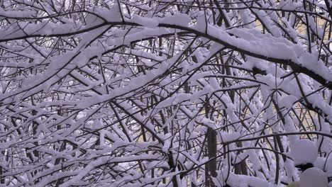 Árboles-Cubiertos-De-Nieve-Y-Hielo,-Guardiagrele,-Abruzos,-Italia