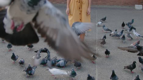 woman surrounded by pigeons in a city square
