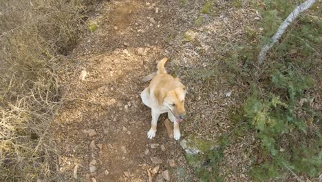 Brown-big-dog-sitting-on-a-mountain-track-in-forest