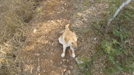 perro grande marrón sentado en una pista de montaña en el bosque