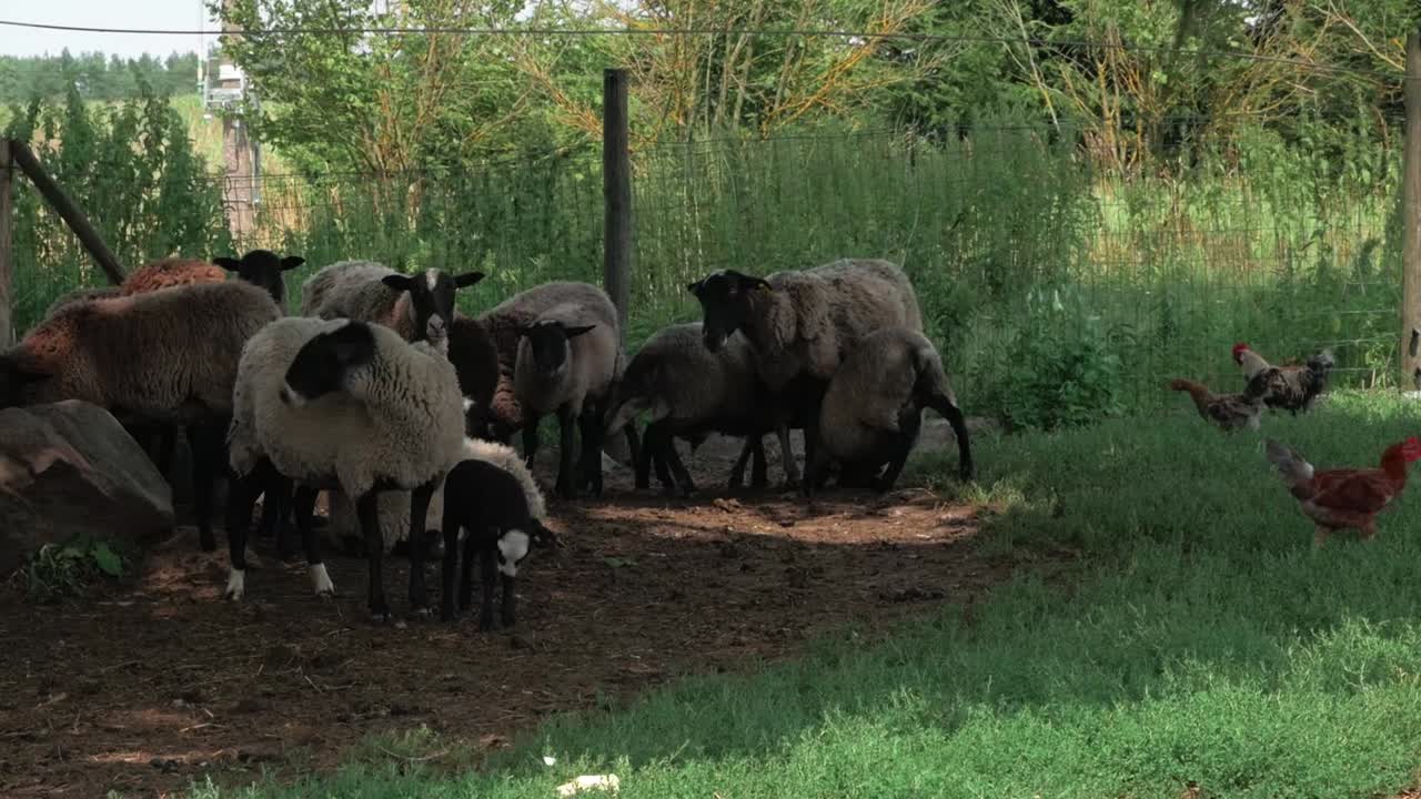 Eine Herde Schafe frisst Gras und junge Lämmer trinken bei ihrer Mutter