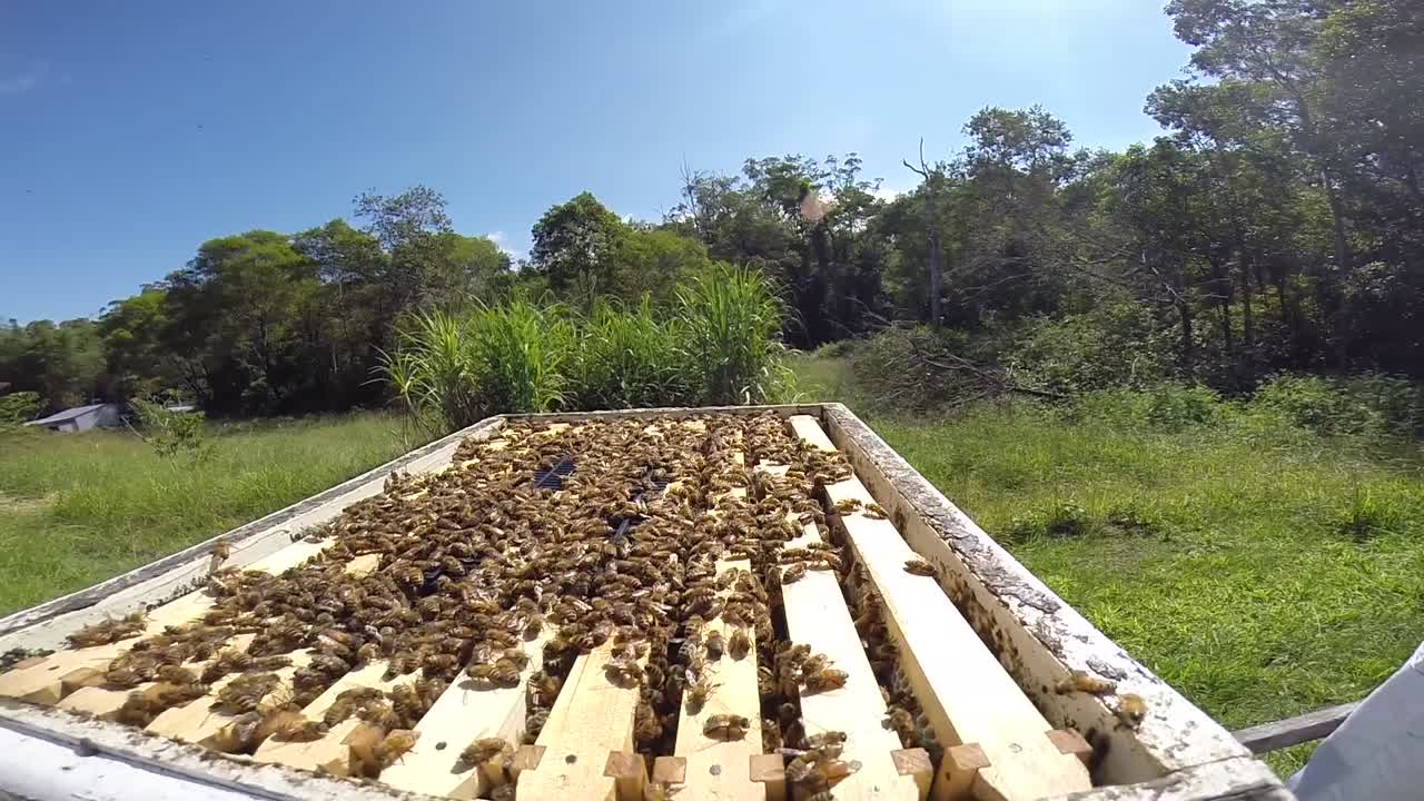hombre abriendo una colmena y fumando abejas antes de cosechar la miel.