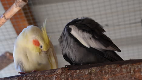 a-yellow-parrot-and-a-black-one-scratch-their-side,-resting-on-a-branch,-zoo,-birds