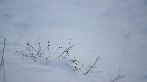 Dünne-Gräser-Kleben-Eine-Schneeschicht-Aus-Nächster-Nähe.-Trockene-Pflanzen-Auf-Schneebedeckter-Wiese.