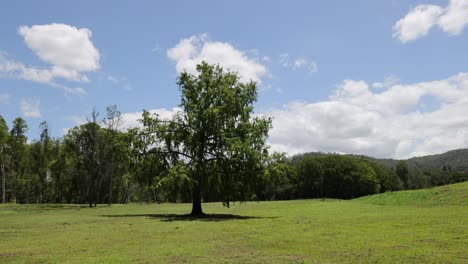 Time-lapse of a tree in changing weather conditions