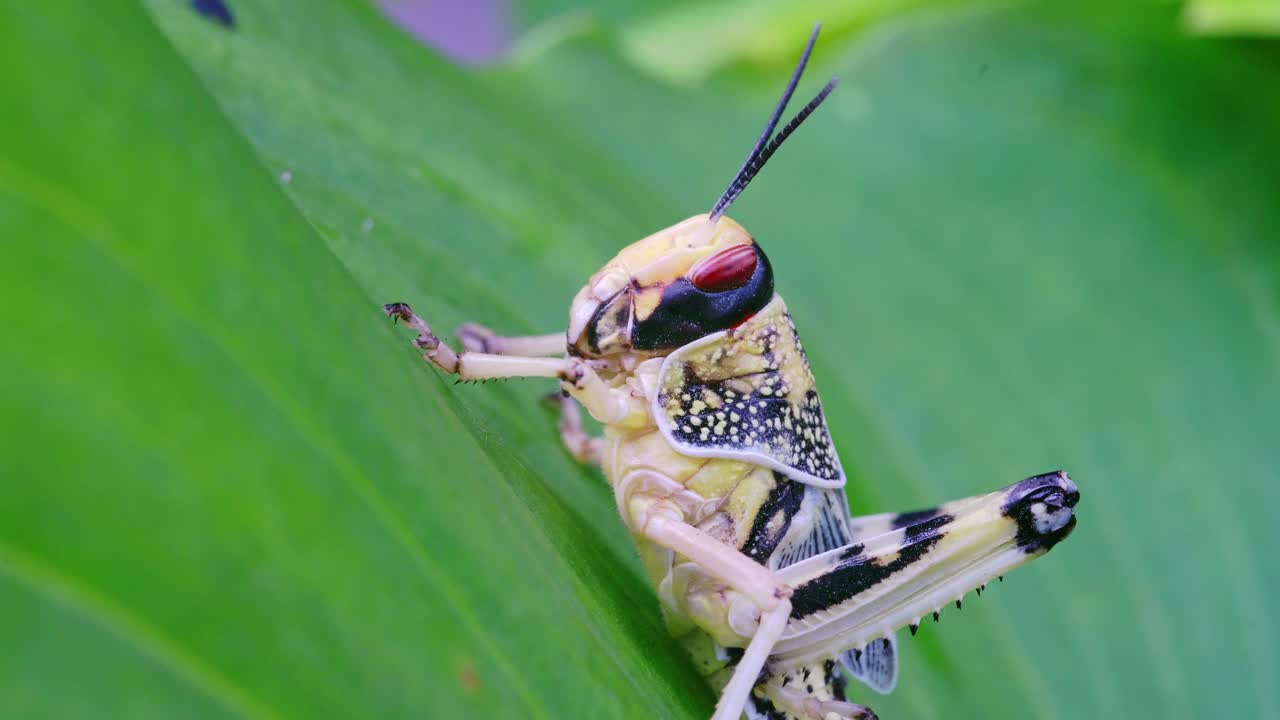 Close up of a colorful grasshopper resting on a green leaf, macro detail of a stunningly colorful grasshopper, a vibrant insect of nature's wildlife