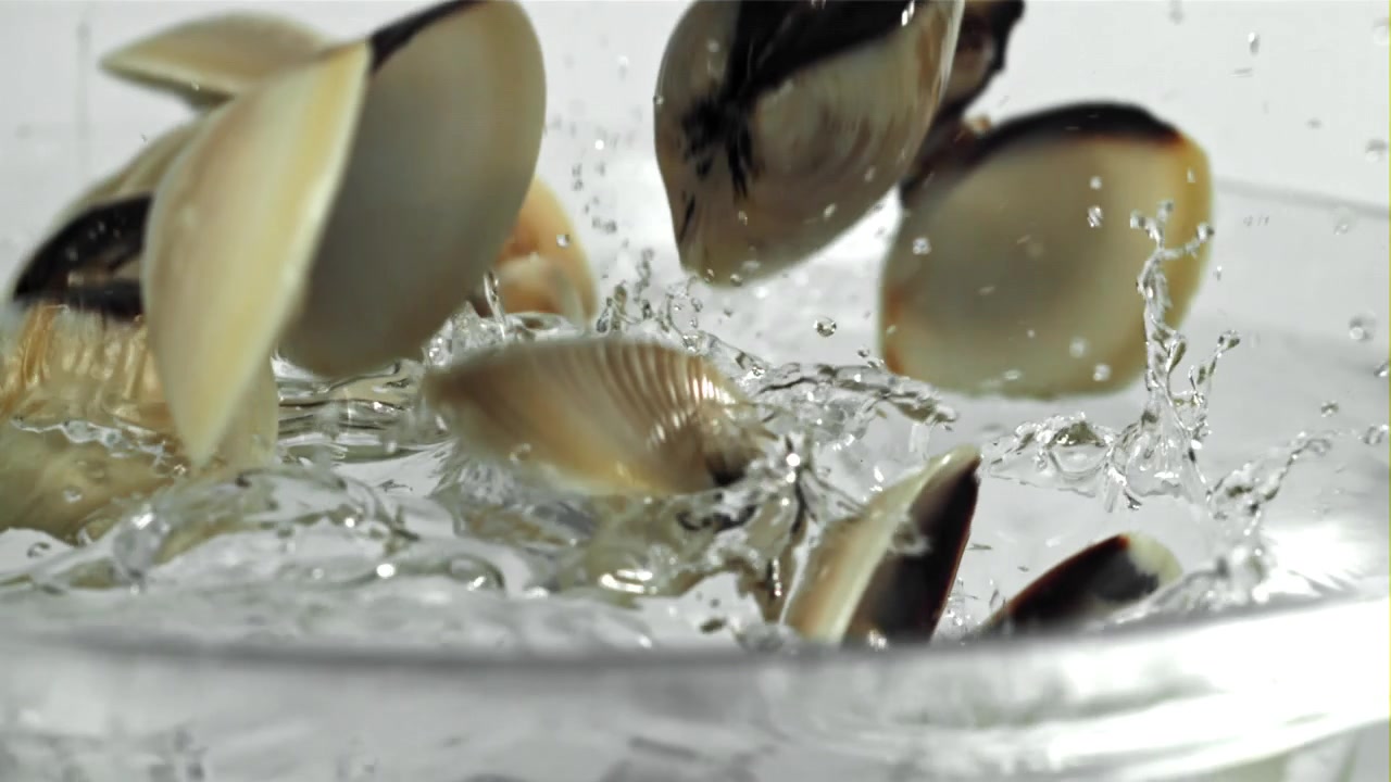 Clams Falling into Clear Water in Slow Motion