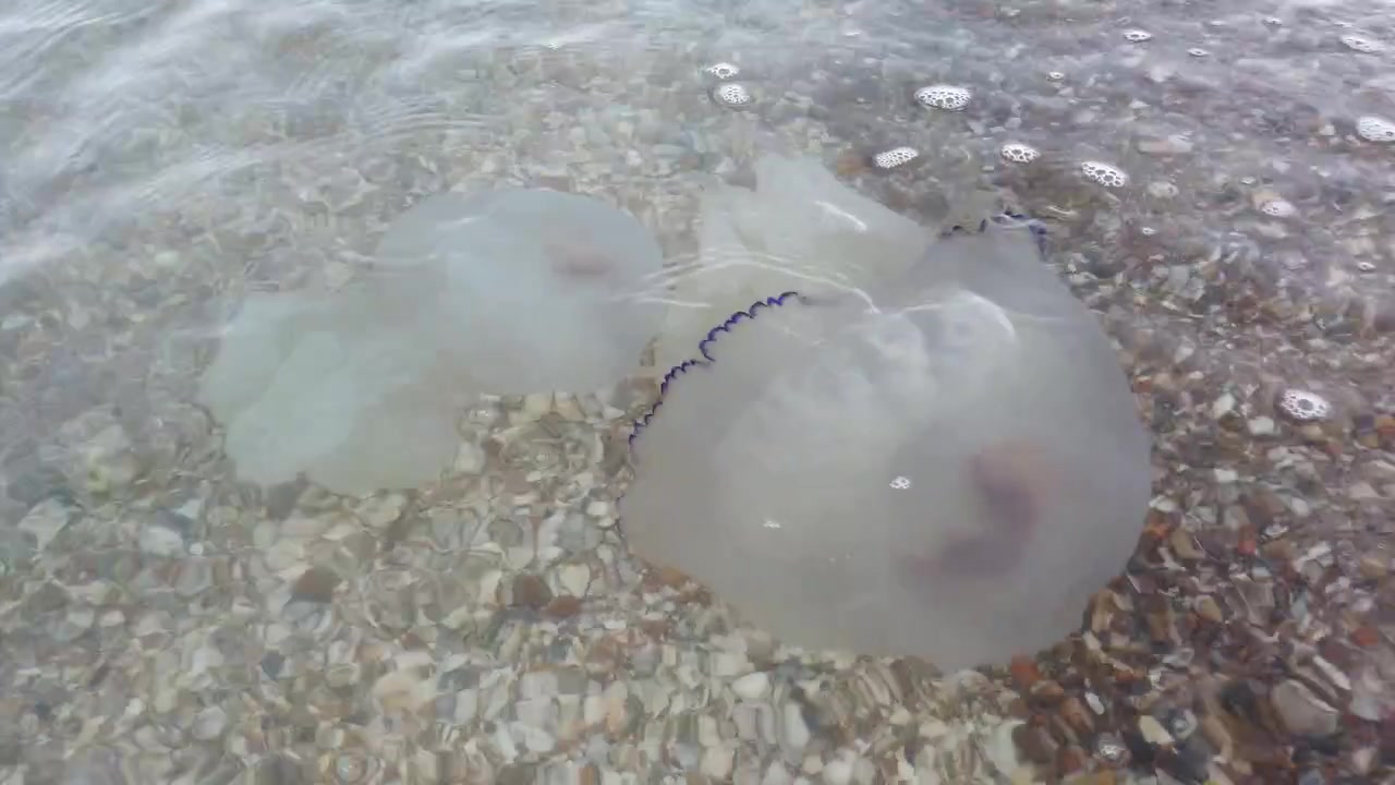 Jellyfish underwater at sea. Species of jellyfish Rhizostoma pulmo.