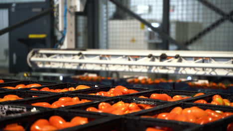 proceso de exportación de tomates rojos y frescos, vista estática