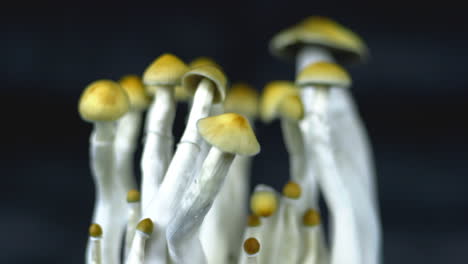 psychedelic magic mexican mushrooms with dark background and shifting focus