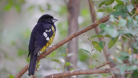 a black-backed grosbeak perched on a small branch surrounded with woodland tree leaves in the background