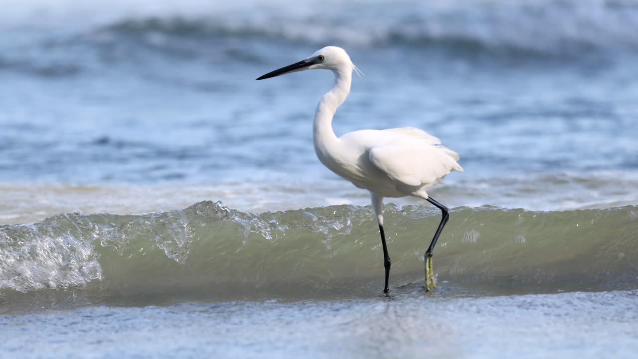 바다의 파도 속에서 사냥을 하는 색 새끼 새끼