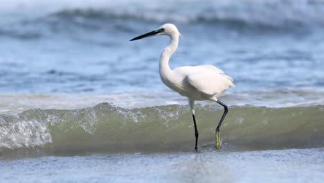 white egret walking, hunting in ocean waves