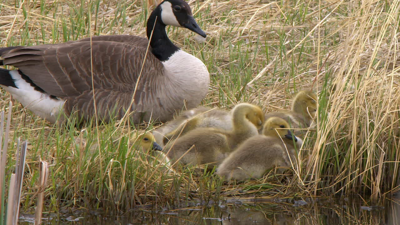 Cute yellow grey goslings rest by pond edge, protected by mother goose
