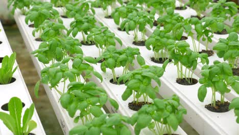 green leafy lettuce plants in an hydroponic growing setting