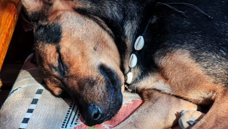 close-up of a peaceful dog sleeping in the sunshine, enjoying a moment of relaxation.