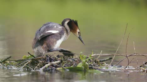 great crested grebe preening on nest