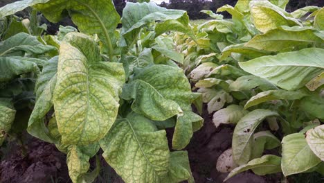 cultivo de tabaco en un campo en el sur del condado de orange, carolina del norte