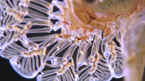 close-up of a translucent marine organism's intricate structures