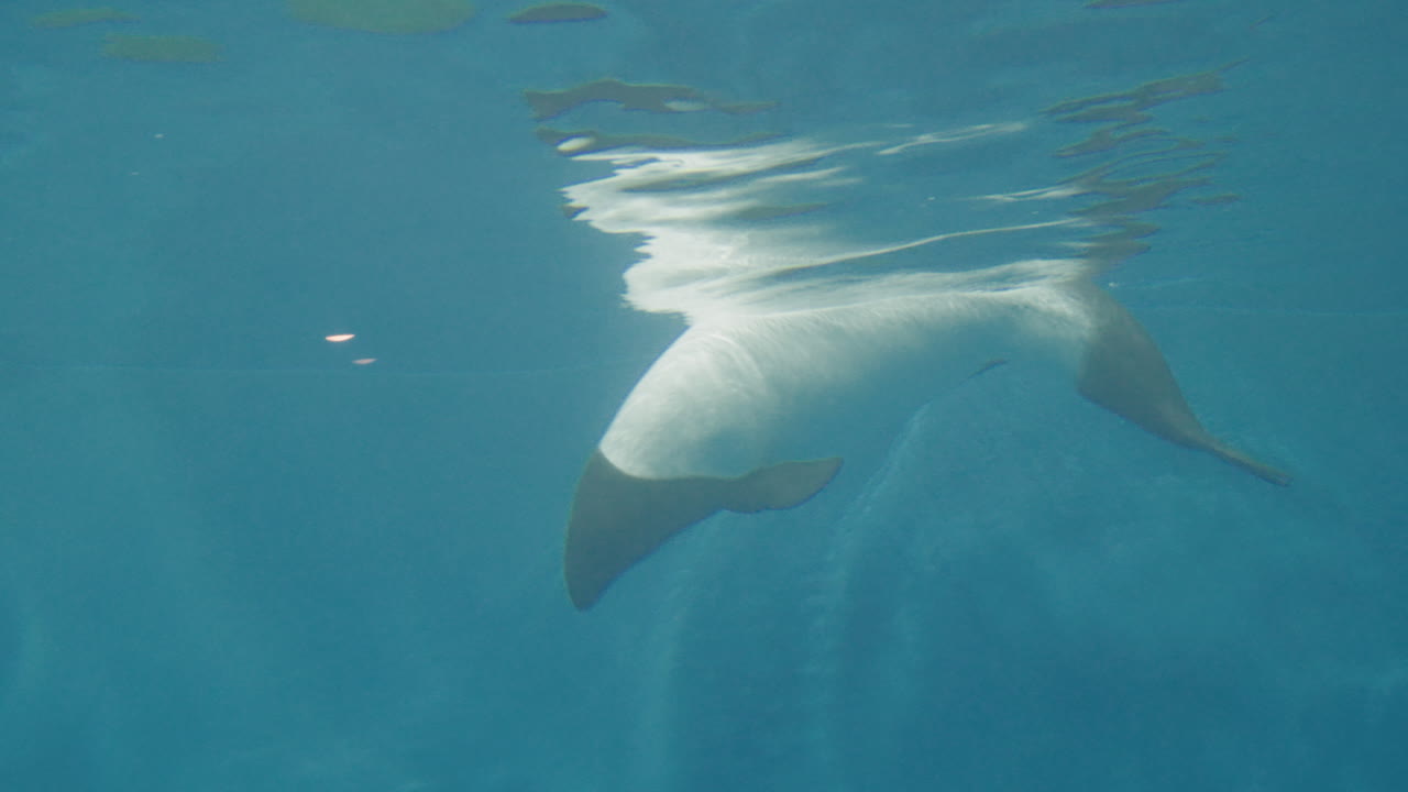 delfines de commerson nadando en un tanque de agua en el acuario sendai umino-mori, japón - primer plano