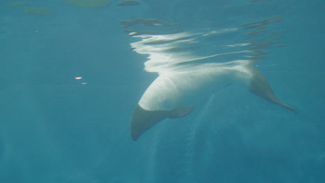 commerson's dolphin swimming in water tank in sendai umino-mori aquarium, japan - close up